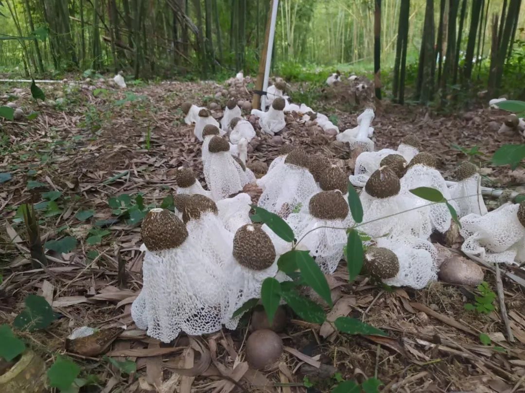 肇庆潮汕菜_肇庆潮汕_肇庆潮汕美食特产