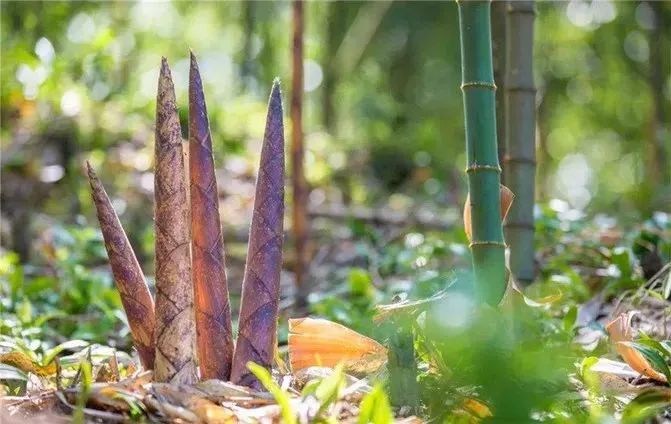 肇庆潮汕_肇庆潮汕美食特产_肇庆潮汕菜