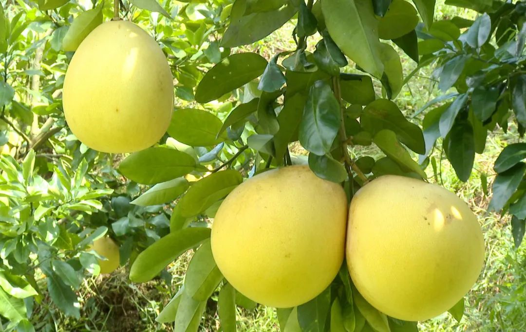 肇庆潮汕_肇庆潮汕美食特产_肇庆潮汕菜