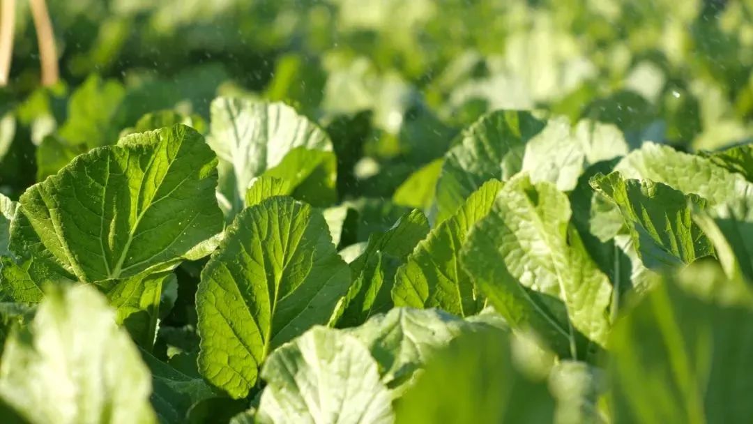 肇庆潮汕_肇庆潮汕美食特产_肇庆潮汕菜
