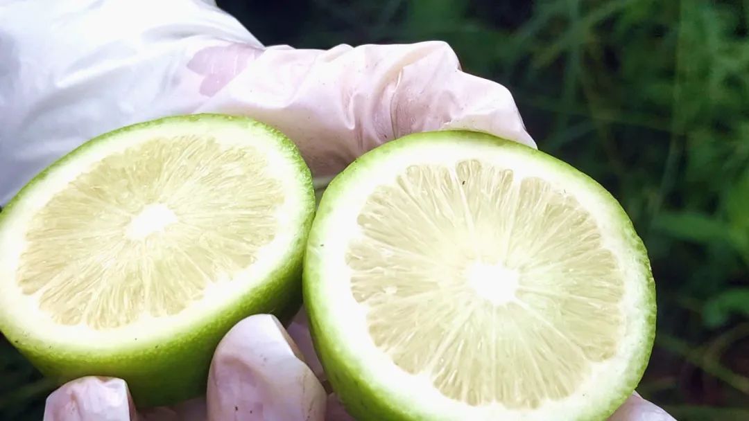 肇庆潮汕_肇庆潮汕菜_肇庆潮汕美食特产