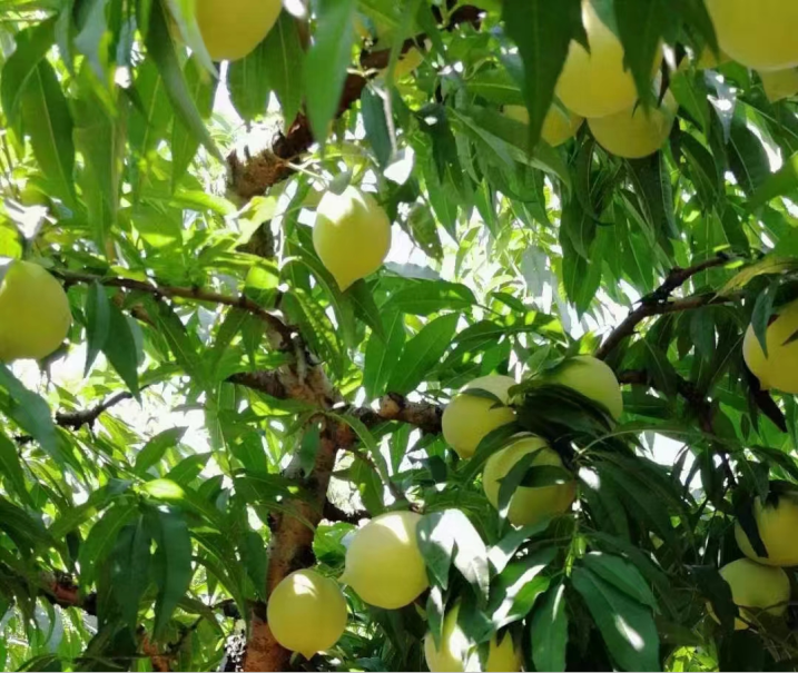 肇庆潮汕菜_肇庆潮汕_肇庆潮汕美食特产