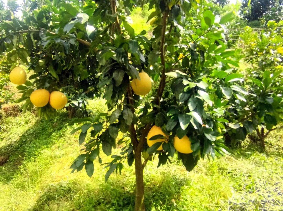 肇庆潮汕_肇庆潮汕美食特产_肇庆潮汕菜