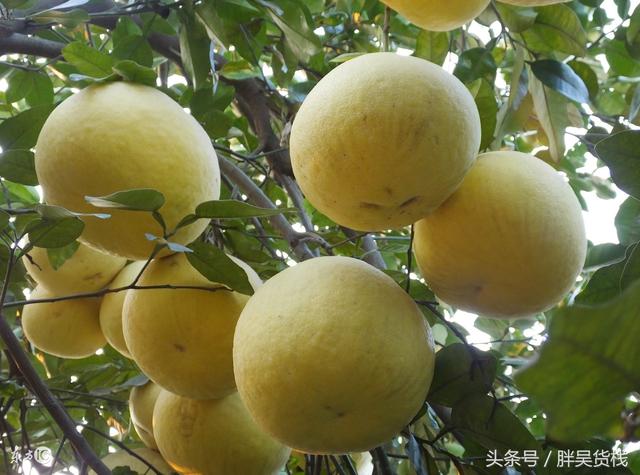 肇庆潮汕_肇庆潮汕人_肇庆潮汕美食特产