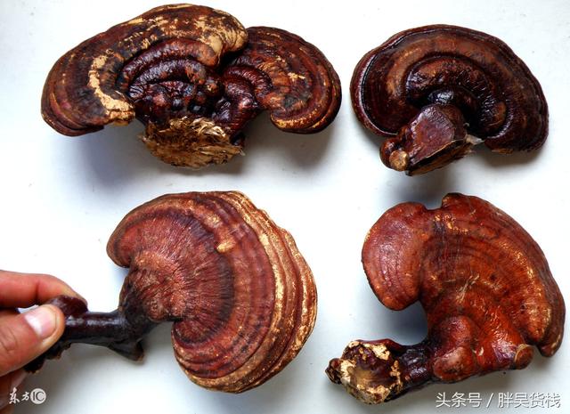 肇庆潮汕人_肇庆潮汕_肇庆潮汕美食特产